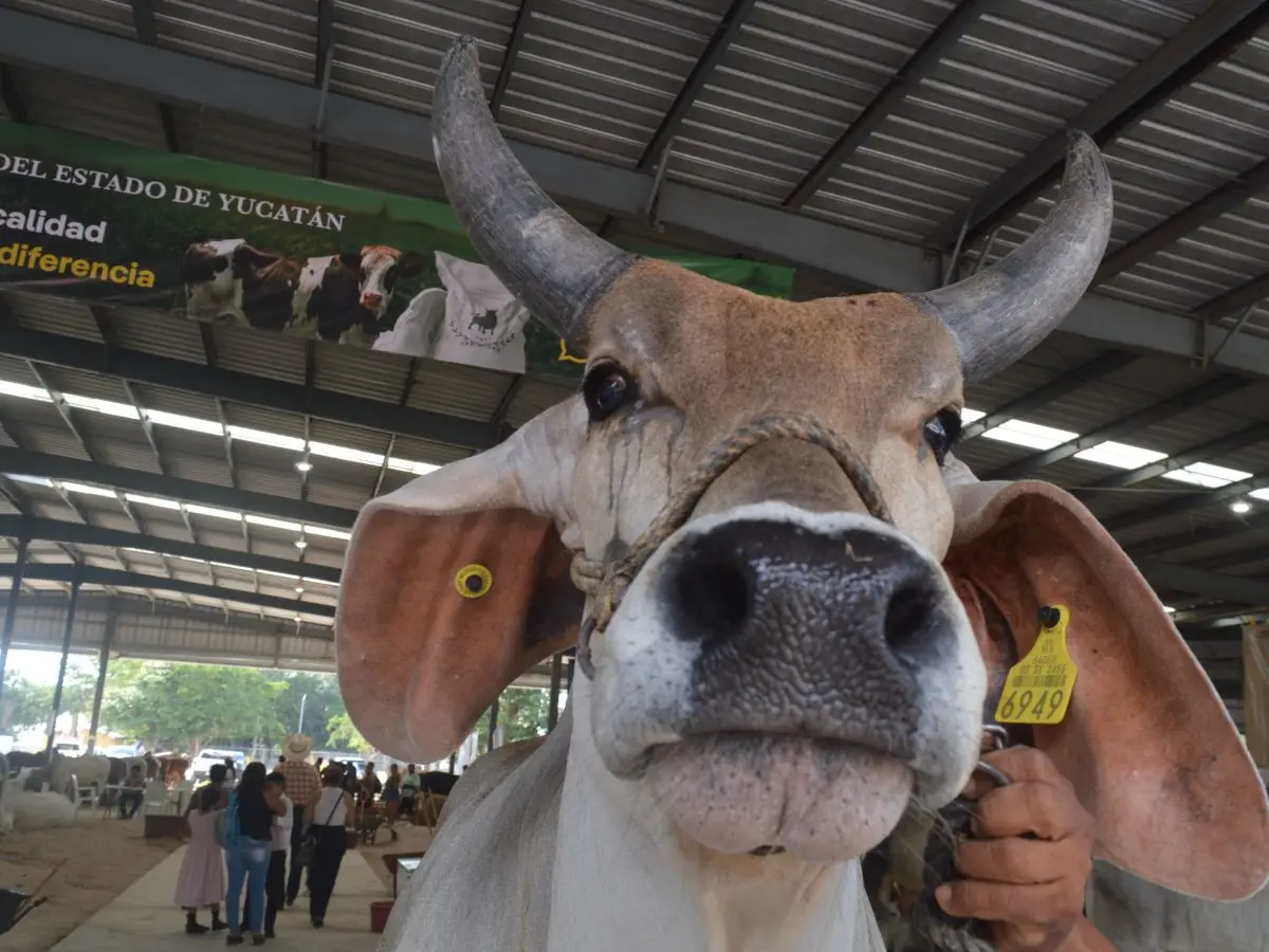 Una de las actividades tradicionales de la Feria Yucatán Xmatkuil es la muestra ganadera y para este año la 31ª Feria Internacional de Ganadería Tropical  desplegará un espectáculo de calidad para los visitantes.- Fuente Feria Yucatán