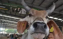 Ganadería yucateca: orgullo y tradición de la Feria Yucatán Xmatkuil 2025