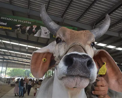 Ganadería yucateca: orgullo y tradición de la Feria Yucatán Xmatkuil 2025