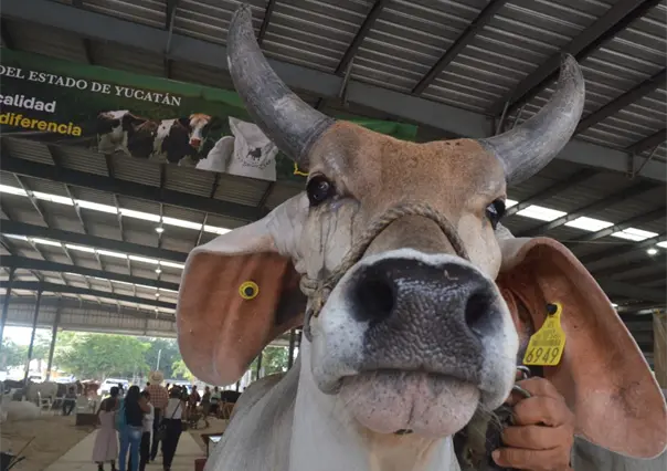 Ganadería yucateca: orgullo y tradición de la Feria Yucatán Xmatkuil 2025