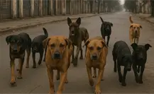 Perros sin control: habitantes denuncian riesgo por perros sueltos y piden apoyo para evitar ataques Perros sin control: habitantes denuncian riesgo por perros sueltos y piden apoyo para evitar ataques