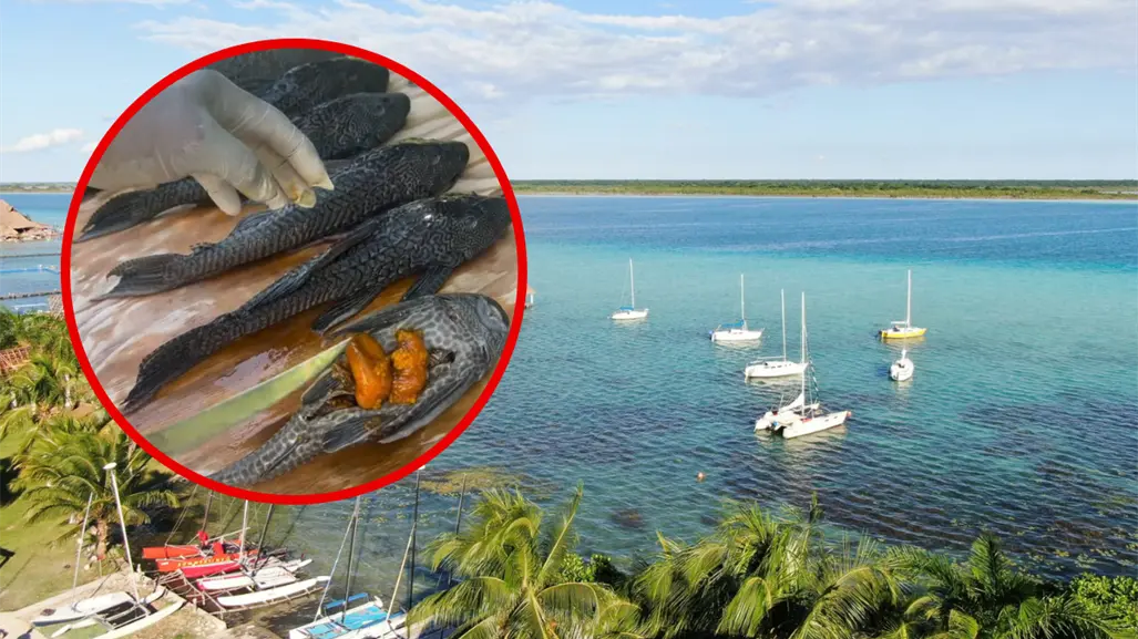 Pez diablo inicia su reproducción en Bacalar: ¿Qué riesgo representa para la laguna de los 7 colores?