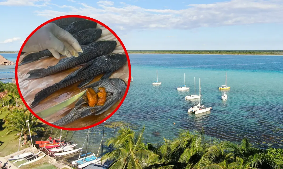 El pez diablo es una especie temida en los ecosistemas por ser invasora y depredora Foto: Canva/Informativo con manuel jesús ortega canché