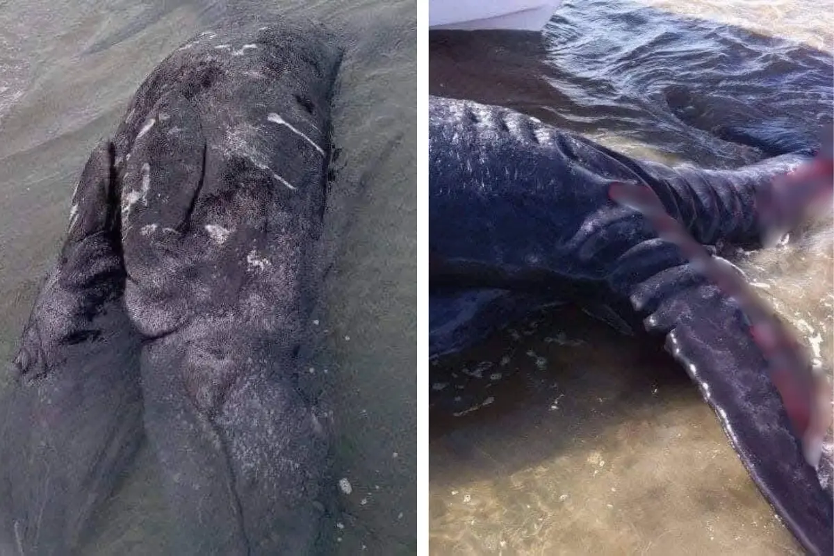 Foto: El increíble suceso, una ballena siamesa, será investigado por la comuinidad cientifica. Objetivo BCS