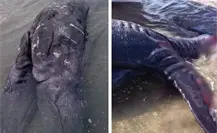 Sorprende ballena siamesa de dos cabezas en Guerrero Negro, BCS Sorprende ballena siamesa de dos cabezas en Guerrero Negro, BCS