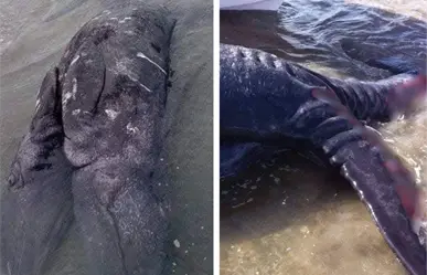 Sorprende ballena siamesa de dos cabezas en Guerrero Negro, BCS