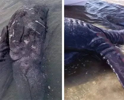 Sorprende ballena siamesa de dos cabezas en Guerrero Negro, BCS