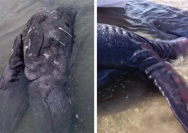 Sorprende ballena siamesa de dos cabezas en Guerrero Negro, BCS
