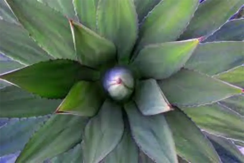 imagen recuadro Planta de maguey| Foto: Freepik