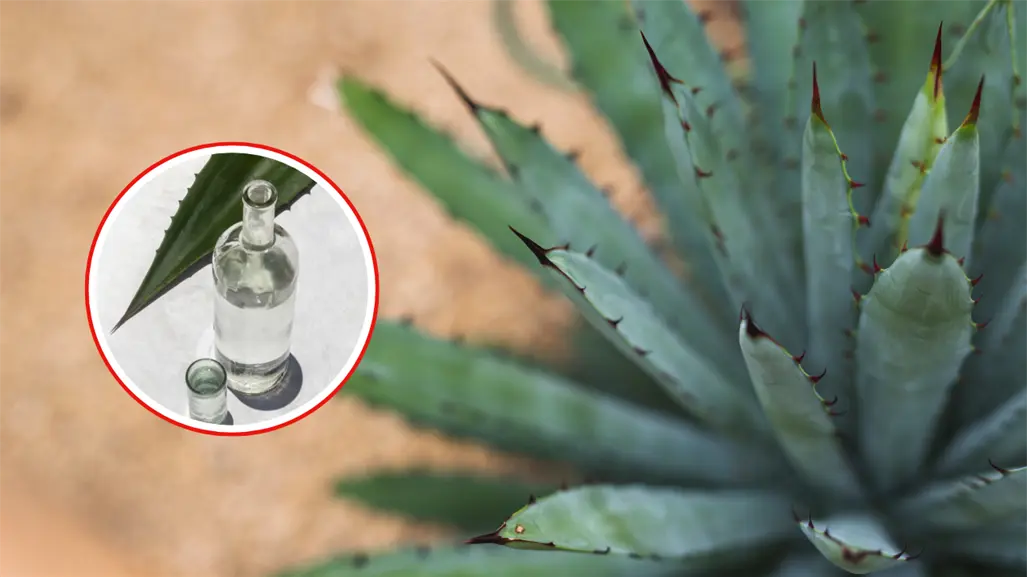 UAT impulsa manejo sustentable del maguey y crea mezcal único en Miquihuana