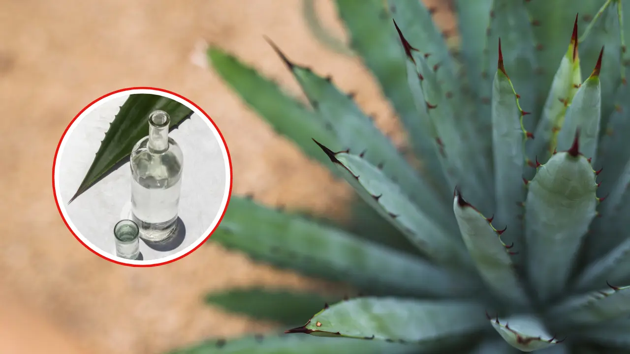 La UAT impulsa la producción de mezcal 100% tamaulipeco | Foto: Perla Herrera