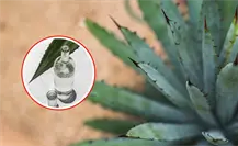UAT impulsa manejo sustentable del maguey y crea mezcal único en Miquihuana UAT impulsa manejo sustentable del maguey y crea mezcal único en Miquihuana