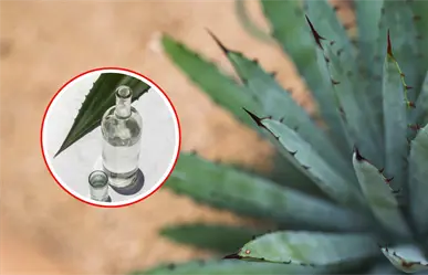 UAT impulsa manejo sustentable del maguey y crea mezcal único en Miquihuana