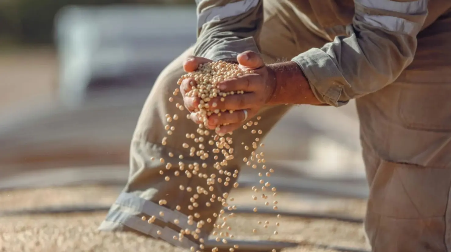 Coyotes afectan de nuevo a productores de frijol | Foto: Especial