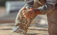 Coyotes afectan de nuevo a productores de frijol y esto les dice Esteban Villegas Coyotes afectan de nuevo a productores de frijol y esto les dice Esteban Villegas