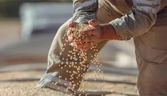 Coyotes afectan de nuevo a productores de frijol y esto les dice Esteban Villegas