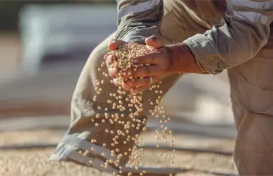 Coyotes afectan de nuevo a productores de frijol y esto les dice Esteban Villegas