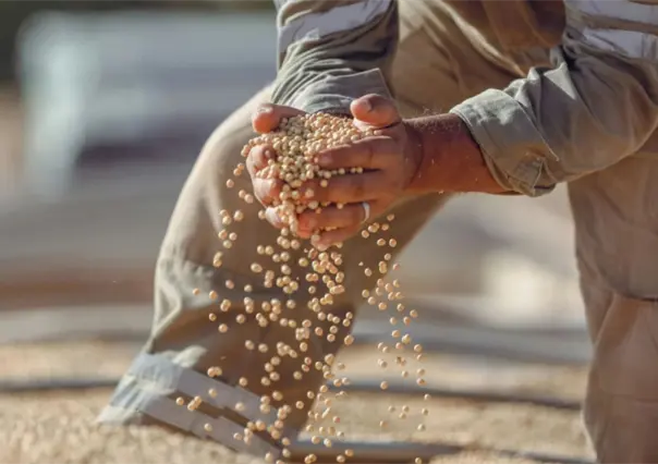 Coyotes afectan de nuevo a productores de frijol y esto les dice Esteban Villegas
