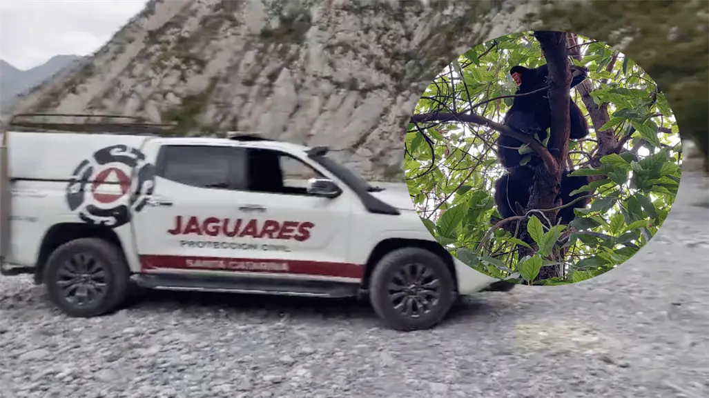 ¿Oso a la vista? La Huasteca en alerta ante temporada de engorda de fauna silvestre