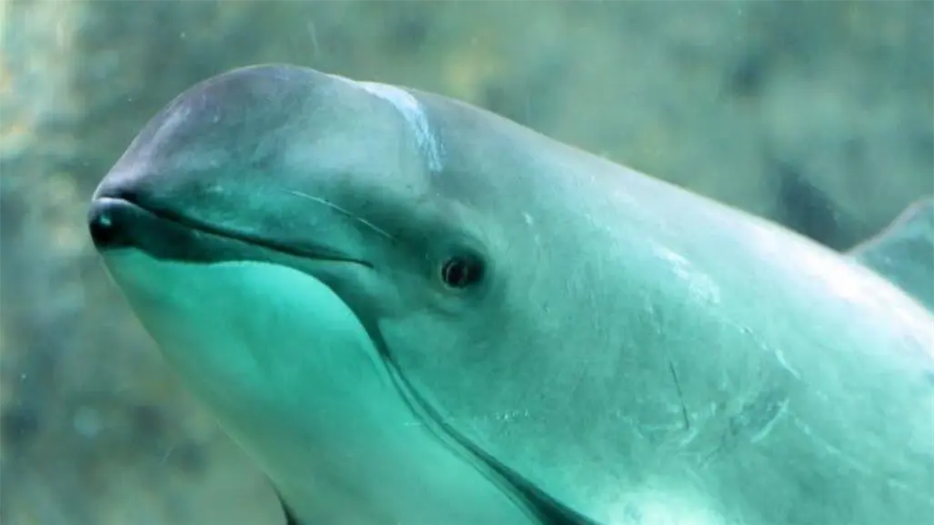 3 datos clave sobre la vaquita marina, la especie más amenazada del planeta