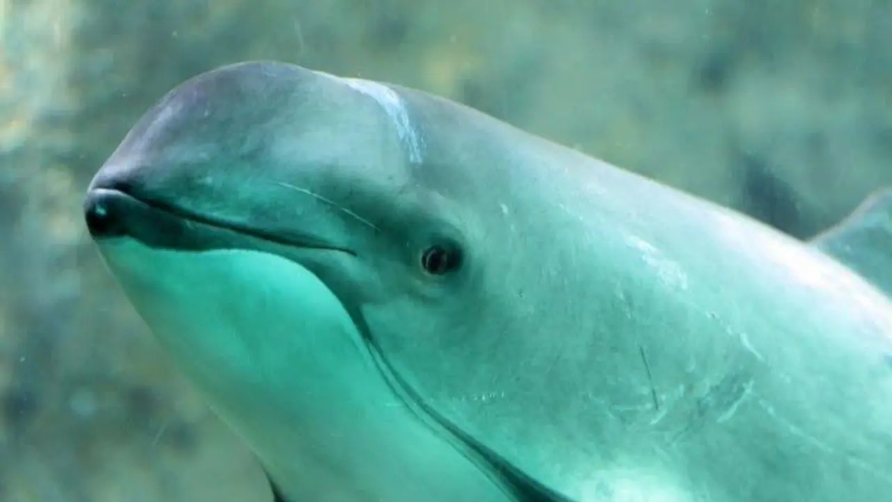 Foto: Zoológico de Morelia