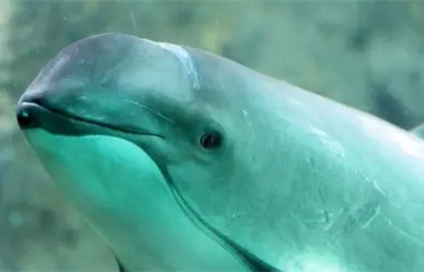 3 datos clave sobre la vaquita marina, la especie más amenazada del planeta