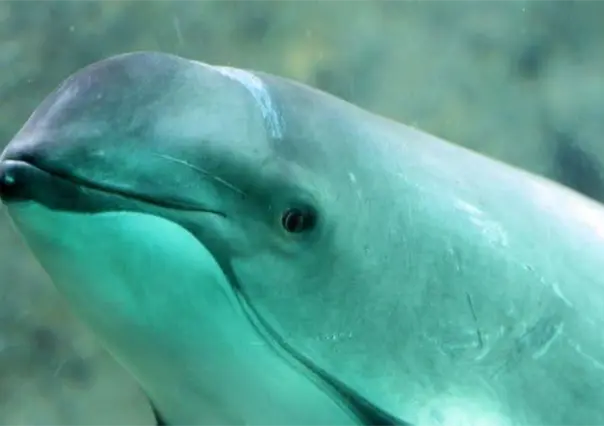 3 datos clave sobre la vaquita marina, la especie más amenazada del planeta