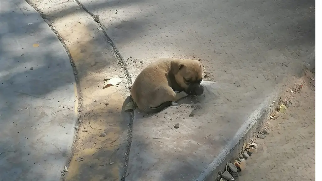 ¿Buscas a un amigo fiel? En este lugar de Durango puedes adoptar a una mascota