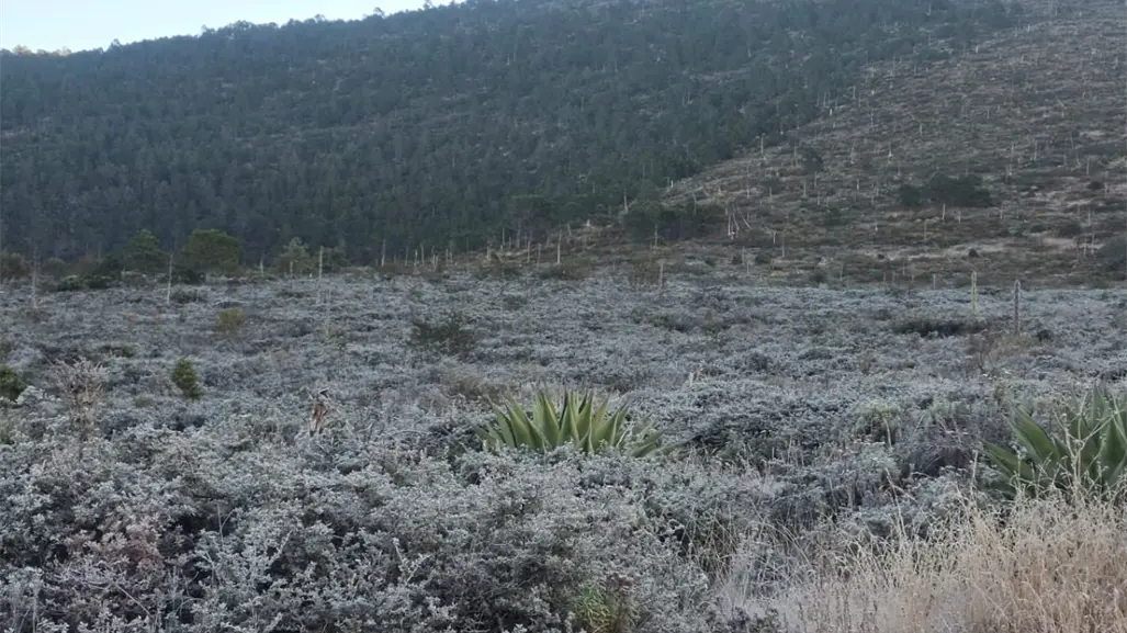 Frente Frío 13 en Nuevo León deja escarcha en Galeana