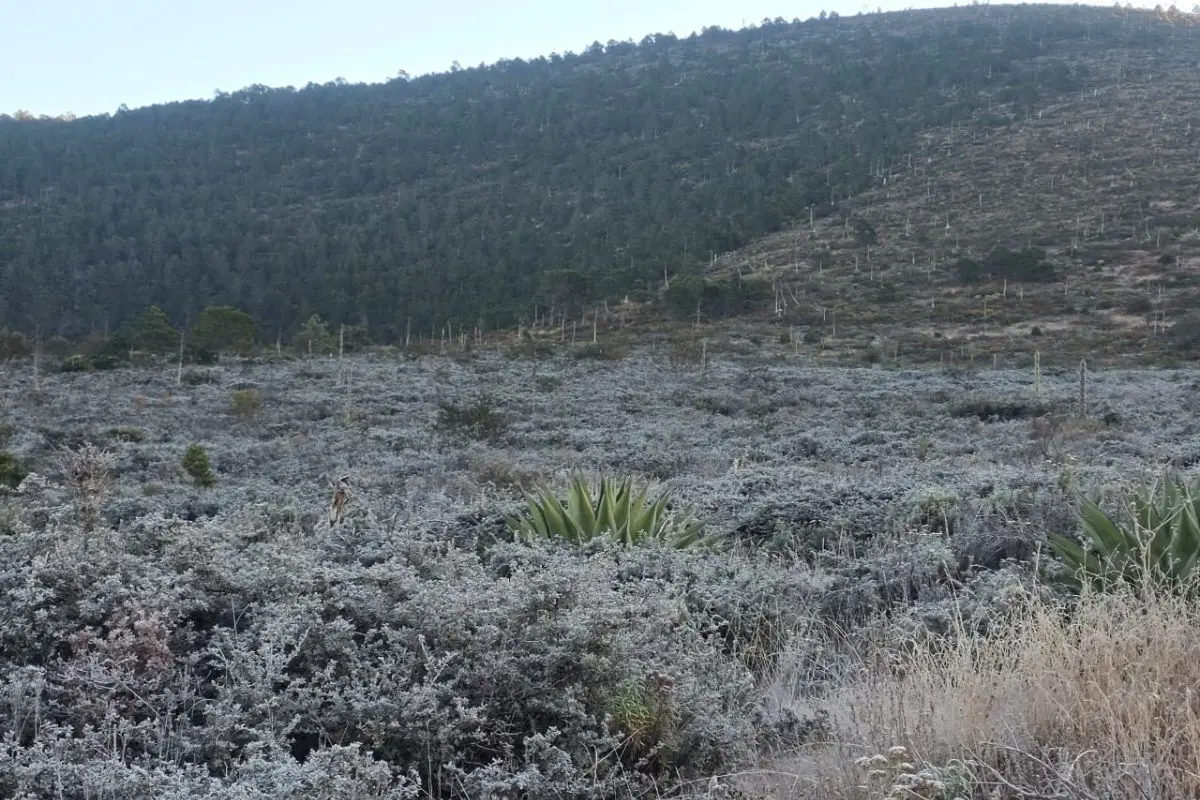 Frente frío número 13 deja escarcha en Galeana. Foto: PCNL
