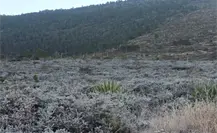 Frente Frío 13 en Nuevo León deja escarcha en Galeana Frente Frío 13 en Nuevo León deja escarcha en Galeana