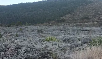 Frente Frío 13 en Nuevo León deja escarcha en Galeana