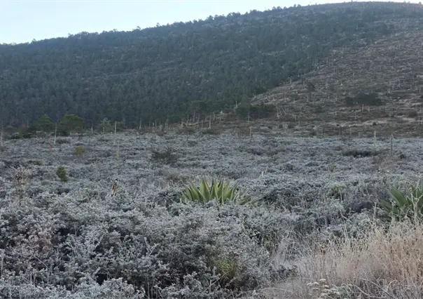Frente Frío 13 en Nuevo León deja escarcha en Galeana