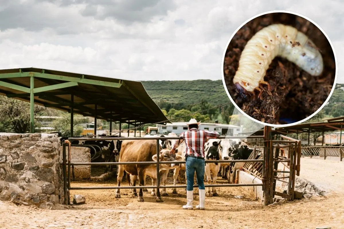 Gusano Barrenador en Coahuila continua bajo control, buscan reactivar exportaciones / Foto: Composición de Canva