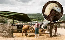 Gusano barrenador, bajo control en Coahuila, se espera pronto reanudar exportaciones a EU