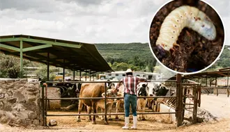 Gusano Barrenador bajo control en Coahuila, se espera pronto reanudar exportaciones a EU