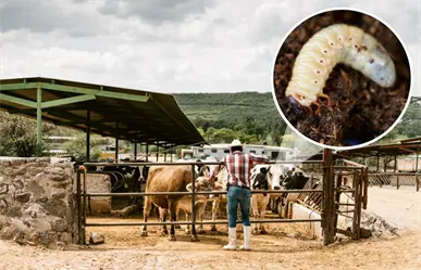 Gusano barrenador, bajo control en Coahuila, se espera pronto reanudar exportaciones a EU