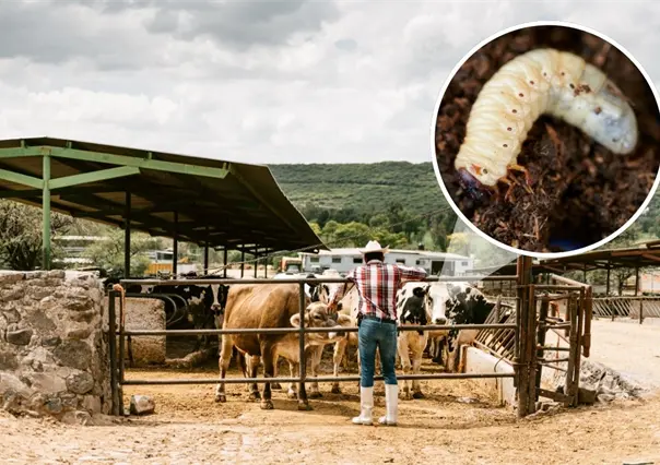 Gusano barrenador, bajo control en Coahuila, se espera pronto reanudar exportaciones a EU