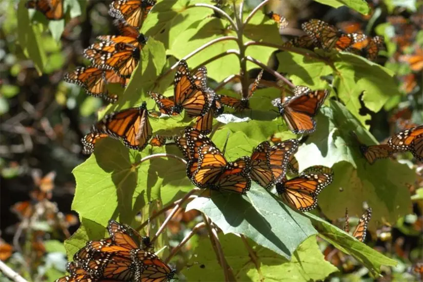 imagen recuadro Foto: Secretaría de Medio Ambiente y Recursos Naturales
