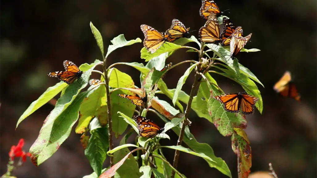 Mariposa monarca arriba al Edomex y estos son los destinos perfectos para observarla