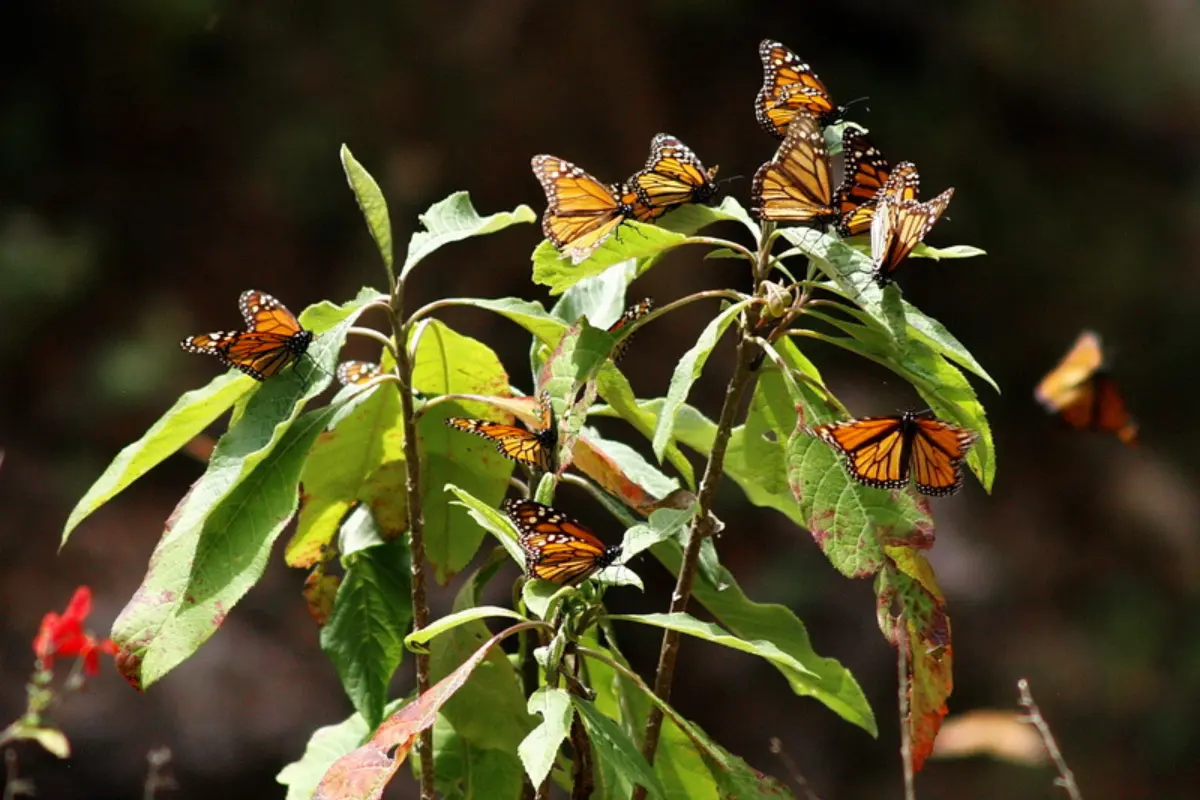 El Santuario de la Mariposa Monarca de Sierra Chincua en México | Foto: viajesyfotografia.com