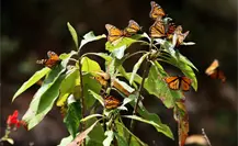 Mariposa monarca arriba al Edomex y estos son los destinos perfectos para observarla Mariposa monarca arriba al Edomex y estos son los destinos perfectos para observarla