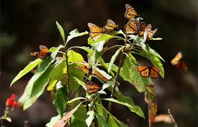 Mariposa monarca arriba al Edomex y estos son los destinos perfectos para observarla