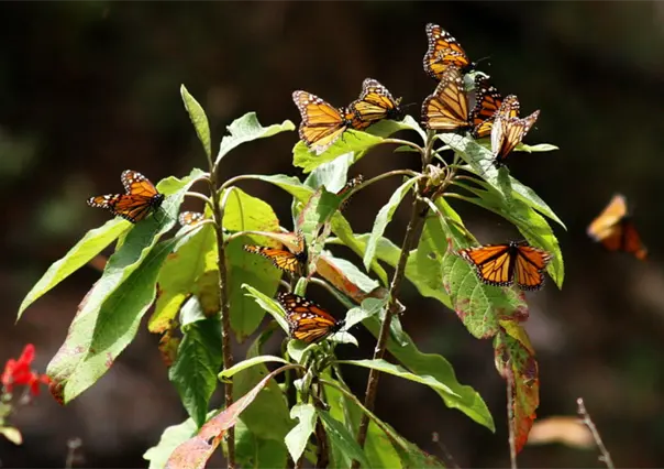 Mariposa monarca arriba al Edomex y estos son los destinos perfectos para observarla