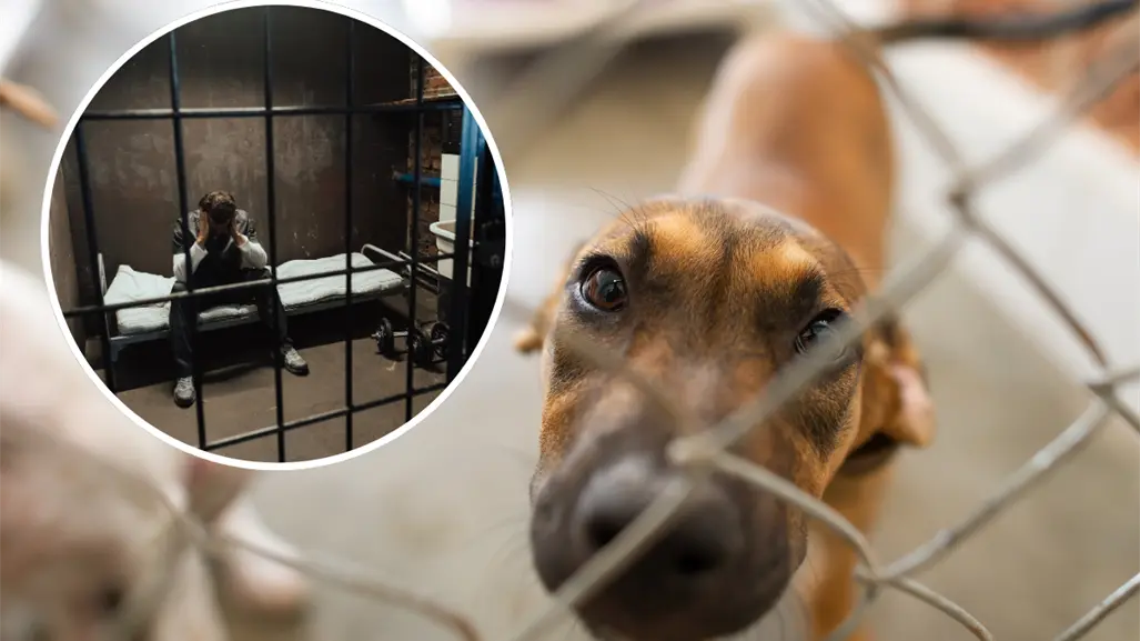 ¡Con los animales no! Se aprueban sanciones más severas por maltrato animal en Nuevo León