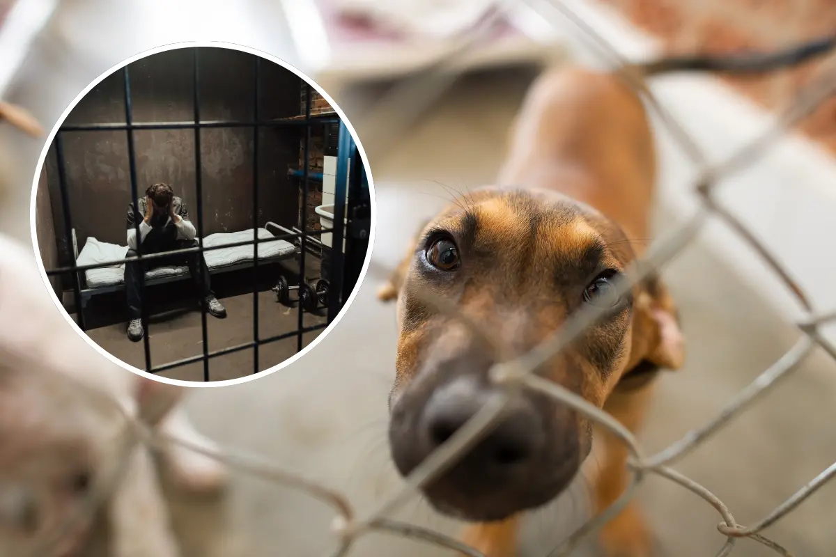 El Congreso de Nuevo León ha aprobado recientemente un endurecimiento de las penas por el maltrato animal en la región. Foto: Canva