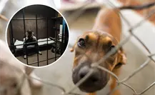 ¡Con los animales no! Se aprueban sanciones más severas por maltrato animal en Nuevo León