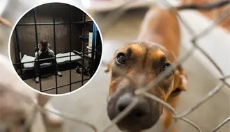 ¡Con los animales no! Se aprueban sanciones más severas por maltrato animal en Nuevo León