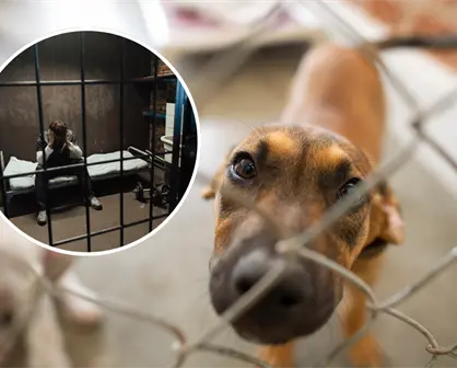 ¡Con los animales no! Se aprueban sanciones más severas por maltrato animal en Nuevo León