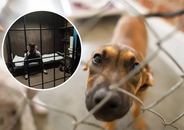 ¡Con los animales no! Se aprueban sanciones más severas por maltrato animal en Nuevo León